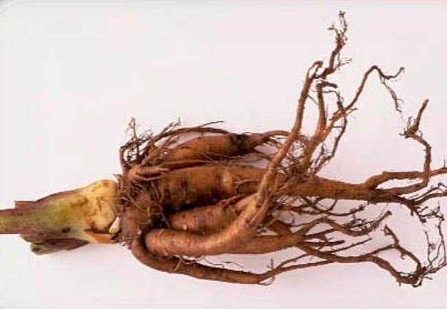 Экстракт корня ревеня сибирского (5:1)